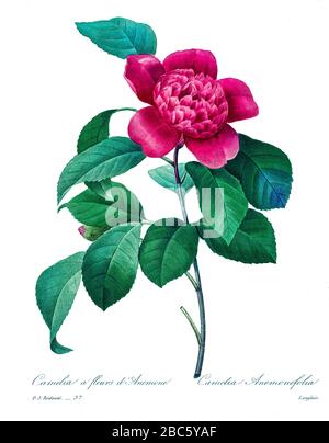 19th-century hand painted Engraving illustration of a Camellia Anemoniflora flower, by Pierre-Joseph Redoute. Published in Choix Des Plus Belles Fleurs, Paris (1827). by Redouté, Pierre Joseph, 1759-1840.; Chapuis, Jean Baptiste.; Ernest Panckoucke.; Langois, Dr.; Bessin, R.; Victor, fl. ca. 1820-1850. Stock Photo