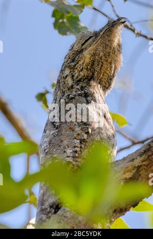 giant or great Potoo, Nyctibius grandis, sitting in a tree, LLANOS, Venezuela, South America, America Stock Photo