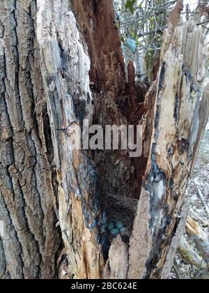 Secret bird nest of Common Blackbird (Turdus merula) with 4 turquoise colored eggs hidden in an old tree trunk Stock Photo