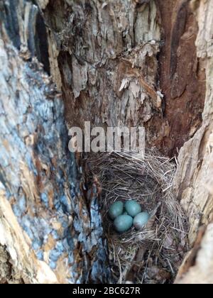 Secret bird nest of Common Blackbird (Turdus merula) with 4 turquoise colored eggs hidden in an old tree trunk Stock Photo