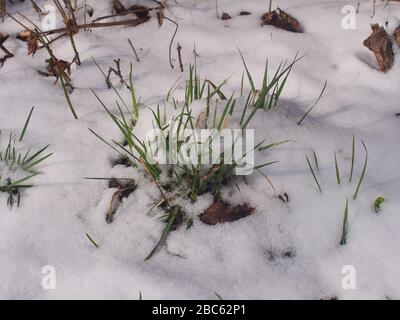 Green grass breaks through the snow. After snowfall. Sudden cold snap. Nature. Stock Photo