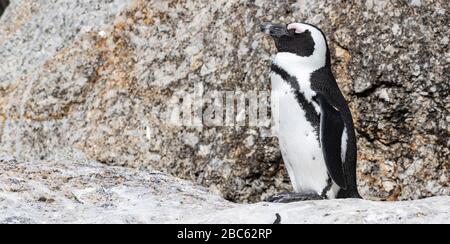 Boulders beach, South Africa, Western Cape,Garden Route Stock Photo