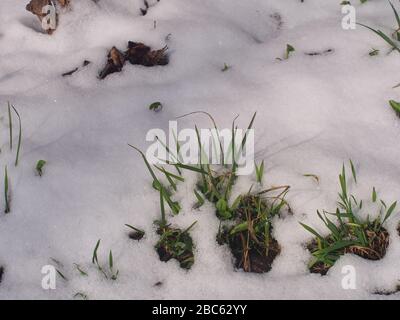 Green grass breaks through the snow. After snowfall. Sudden cold snap. Nature. Stock Photo