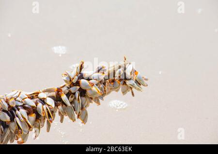 Many white shells on bamboo and sea. Stock Photo