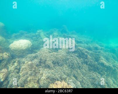 Colorful corals under the sea in Thailand. Stock Photo