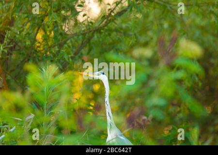 Gray heron, Ardea cinerea in Danube Delta, Romania Stock Photo