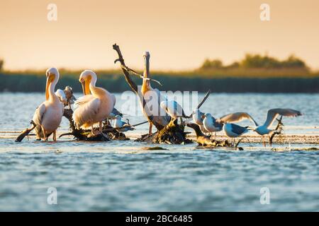 Pelecanus onocrotalus pelicans in Danube Delta, Romania Stock Photo