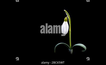 Single snowdrop isolated on black background Stock Photo