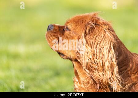 A closeup profile shot of a single isolated ruby Cavalier King Charles Spaniel in a outdoor setting. Stock Photo