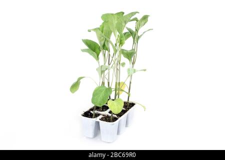 nursery - gardening - agriculture - eggplant seedlings in the tray ready for transplanting Stock Photo