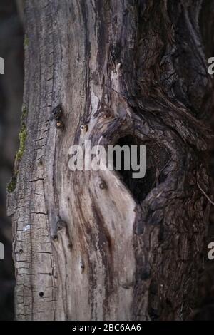 Heart shaped tree hole in old dead tree trunk Stock Photo