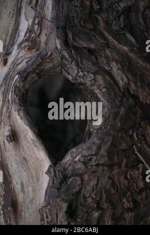 Heart shaped tree hole in old dead tree trunk Stock Photo