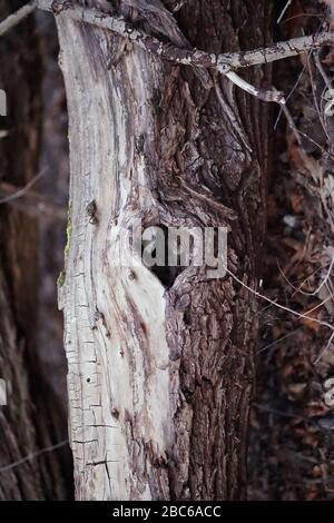 Heart shaped tree hole in old dead tree trunk Stock Photo