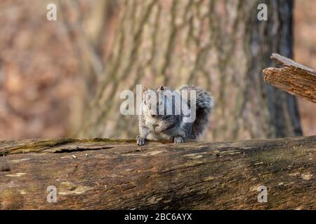 Eastern gray  squirrel in city park Stock Photo