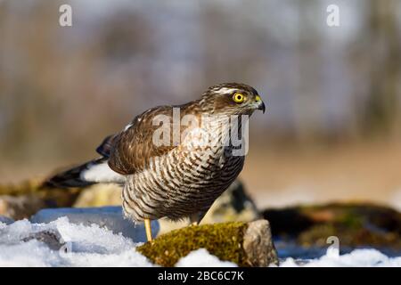 Hungry sparrowhawk, a bird of prey with snow in the foreground in winter, ready to hunt Stock Photo