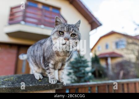 Cat walk on the fence with blurred house background Stock Photo