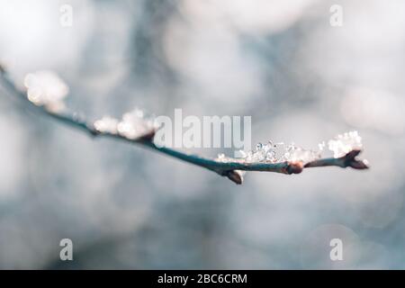 Winter landscape.Winter scenery with frozen flower and winter dry plants Stock Photo