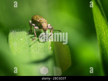 A beetle drinking from a drop of freshly fallen rain water on a blade of green grass Stock Photo