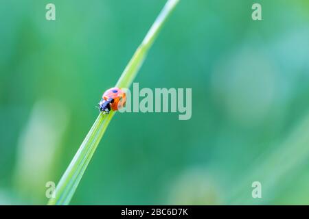 Ladybug on leaf line. Green freshness ecology closeup. Nature background concept. Beautiful summer meadow background. Inspirational nature closeup. Stock Photo