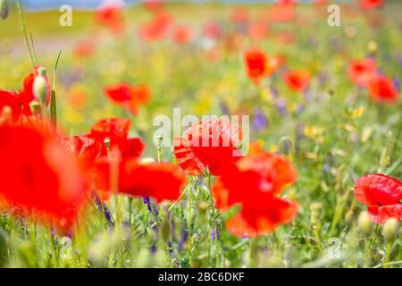 Poppy flower the sky. Beautiful field of poppy flowers in spring. Blurred abstract summer meadow with bright blossoms. Amazing summer nature closeup Stock Photo