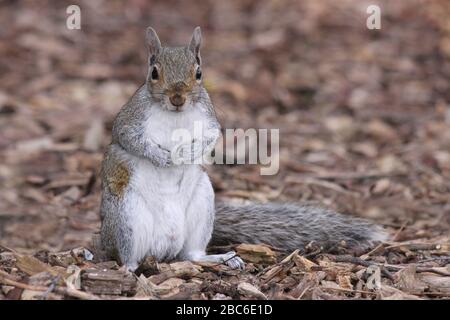 Grey Squirrel Sciurus carolinensis Stock Photo