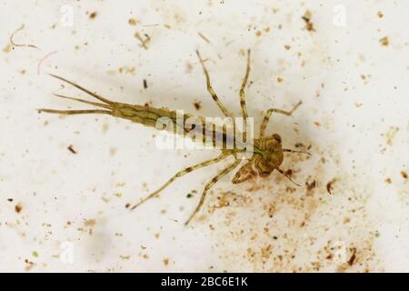 Mayfly Nymph - Pond Dipping Species UK Stock Photo
