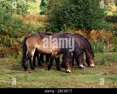Three rare breed Exmoor ponies grazing on heath land. Stock Photo