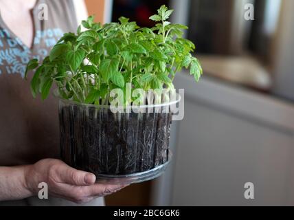 A woman holds in her hands a container from a cake in which a seedling of tomato is planted. Quarantine coronavirus has changed the approach to gardening for many citizens. They are forced to grow seedlings on balconies and window sills of multi-storey buildings. Stock Photo