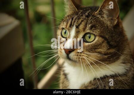The cat lives a nice life Stock Photo