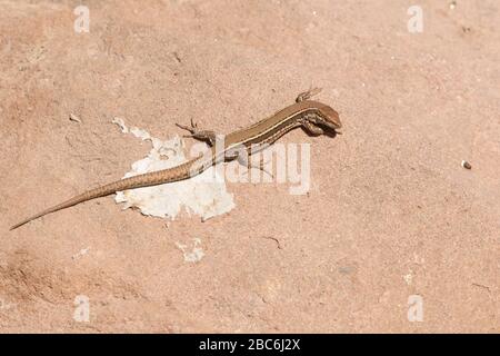 Andalusian Wall lizard Stock Photo