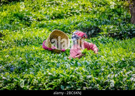 Smiling local young woman working at a tea plantation with a wicker basket picking tea leaves near Kaziranga National Park, Assam, northeastern India Stock Photo
