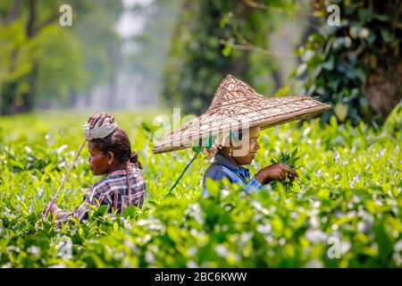 Young woman wearing a large wicker hat working as a picker at a tea plantation picking tea leaves near Kaziranga National Park, Assam, northeast India Stock Photo