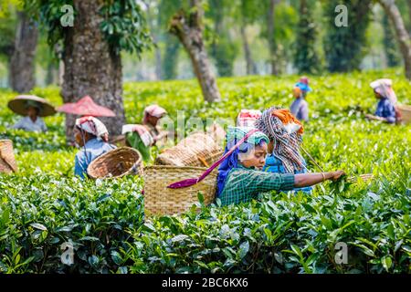 Many women carrying wicker baskets busy working as pickers at a tea plantation picking tea leaves near Kaziranga National Park, Assam, northeast India Stock Photo