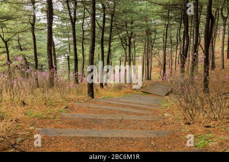 Wet forest road and blooming rhododendron flowers by spring rain Stock Photo