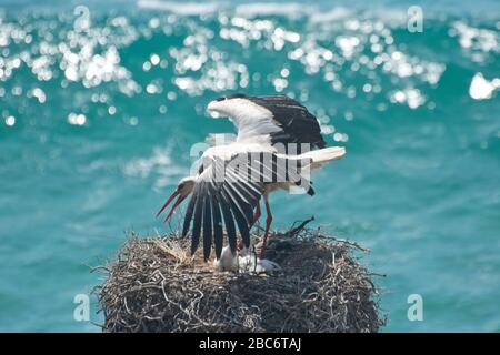 white storch with chicken in its nest high above the sea on Portugese West Coast Stock Photo