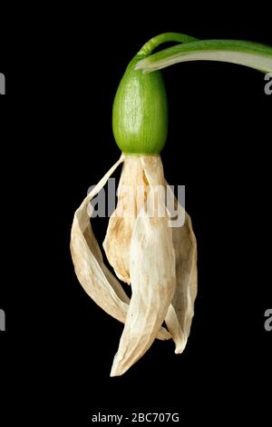 Dead Snowdrop (galanthus nivalis), close up of a solitary flower isolated against a black background, the petals beginning to shrivel up and die. Stock Photo