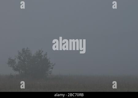 Trees in the fog. Variable weather. Swit meadow. Morning with dew Stock Photo