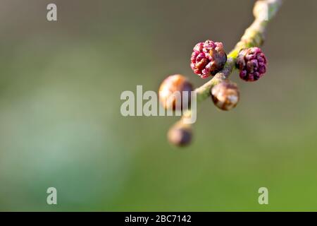 Wych Elm (ulmus glabra), close up showing the flower buds developing on a branch, isolated against a plain background Stock Photo