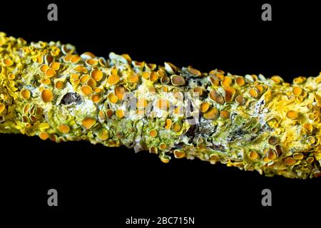 Close up detail of Xanthoria Parietina lichen isolated against a black background. Also known as Maritime Sunburst, Yellow Scale, Shore Lichen.