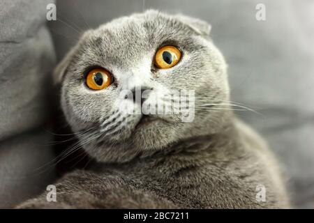 gray scottish fold cat on sofa with pillows close up. Stock Photo