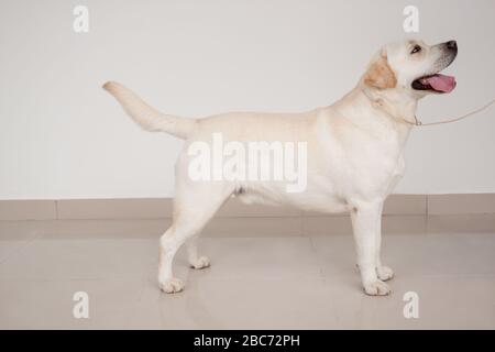 Labrador retriever is standing on a mirror flooring. Pet animals. Purebred dog. Stock Photo