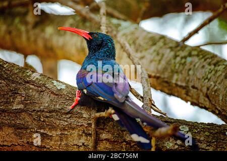 A Green Wood Hoopoe perched on a tree while foraging in the Kruger National Park, South Africa Stock Photo