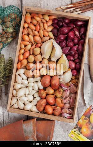 Elephant garlic bulbs and onion sets ready for planting - Allium ampeloprasum var. ampeloprasum and Allium cepa 'Red Baron', 'Snowball', 'Centurion'. Stock Photo