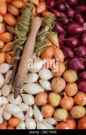 Allium cepa 'Red Baron' 'Centurion' and 'Snowball'.  Onion sets ready for planting in spring. UK Stock Photo