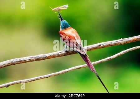 A Carmine Bee-eater with Prey in its Beak perched on a Tree Branch in the Kruger National Park, South Africa Stock Photo