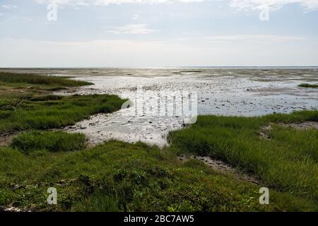 The transition from meadow to Wadden Sea in sunlight. Stock Photo
