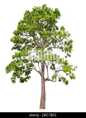 Isolated single tree on white background with clipping path Stock Photo