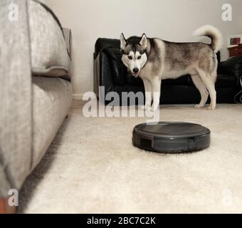 Robot 2024 husky dog