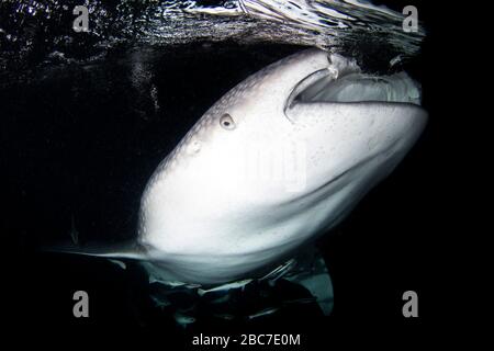 A giant whale shark - Rhincodon typus - filter feeds as it swims. Taken near Derawan island, Indonesia. Stock Photo