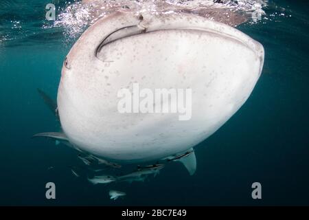 A giant whale shark - Rhincodon typus - filter feeds as it swims. Taken near Derawan island, Indonesia. Stock Photo